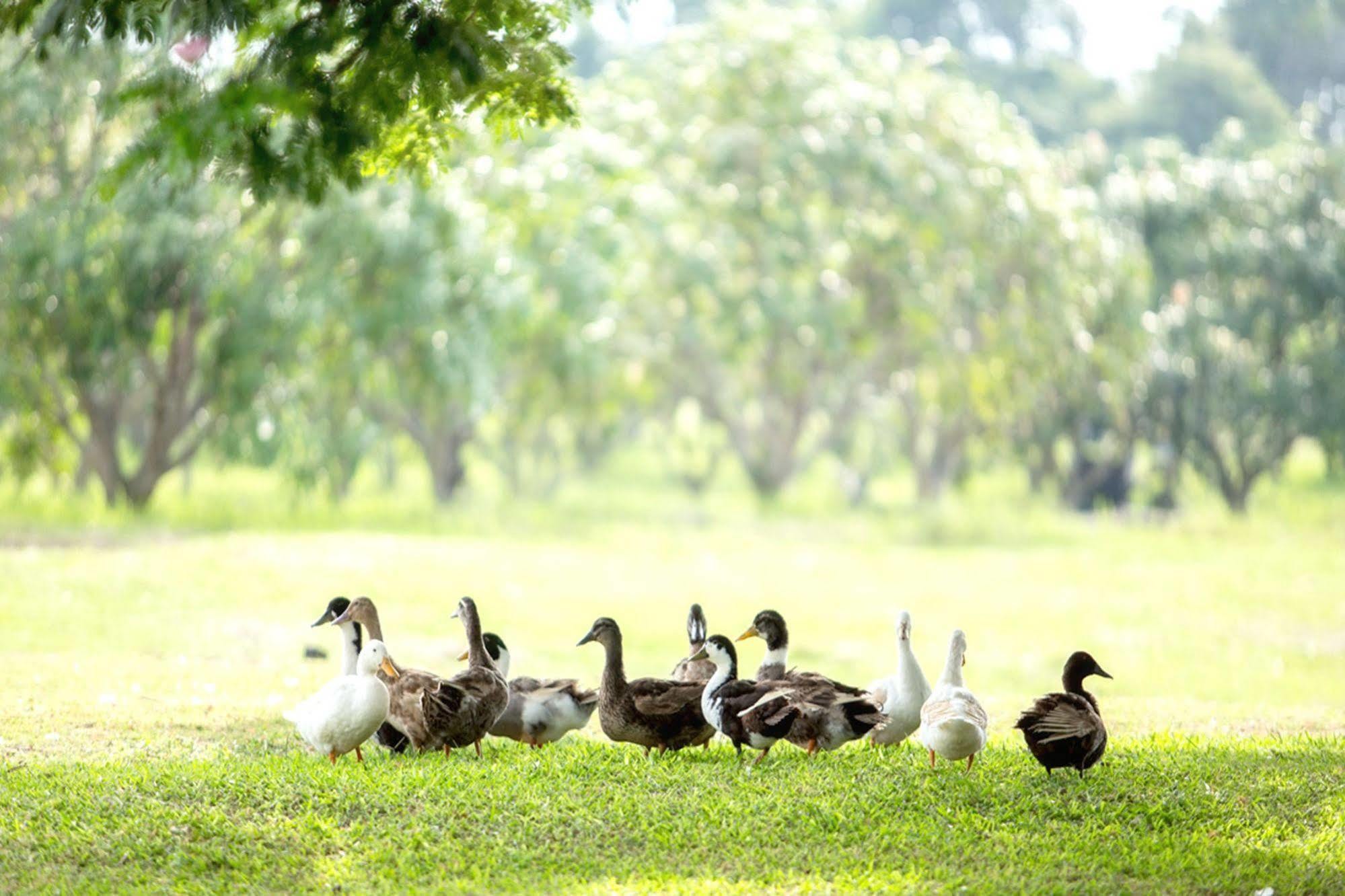 Pak Chong Chateau De Khaoyai Hotel & Resort מראה חיצוני תמונה